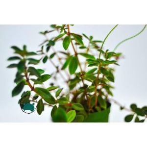 Peperomia Verticillata Red Sukulent Yaprak Altı Kırmızı Renkli