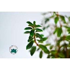 Peperomia Verticillata Red Sukulent Yaprak Altı Kırmızı Renkli