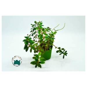 Peperomia Verticillata Red Sukulent Yaprak Altı Kırmızı Renkli