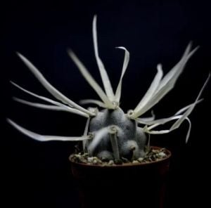 Tephrocactus Articulatus - Kağıt Kaktüs-Farklı Formlu Kaktüs