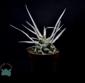 Tephrocactus Articulatus - Kağıt Kaktüs-Farklı Formlu Kaktüs