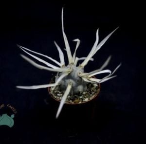Tephrocactus Articulatus - Kağıt Kaktüs-Farklı Formlu Kaktüs