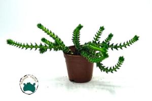 Crassula Tillaea Verde - Yosun Crassula Sukulent