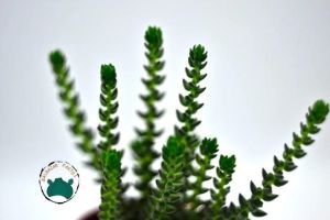Crassula Tillaea Verde - Yosun Crassula Sukulent