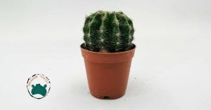 Echinopsis Oxygona - Kaynana Topuzu Kaktüsü - Bol Yavru Veren Kaktüs