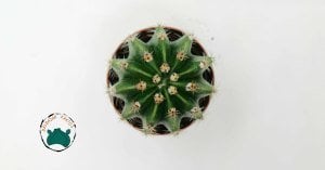 Echinopsis Oxygona - Kaynana Topuzu Kaktüsü - Bol Yavru Veren Kaktüs