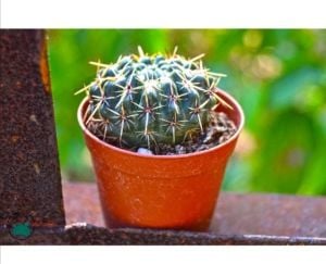 Notocactus Mammulosus  İri Sarı Pembe Çiçek Açan Özel Tür Kaktüs