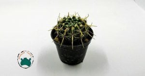 Notocactus Mammulosus  İri Sarı Pembe Çiçek Açan Özel Tür Kaktüs