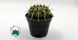 Notocactus Mammulosus  İri Sarı Pembe Çiçek Açan Özel Tür Kaktüs