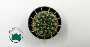 Notocactus Mammulosus  İri Sarı Pembe Çiçek Açan Özel Tür Kaktüs