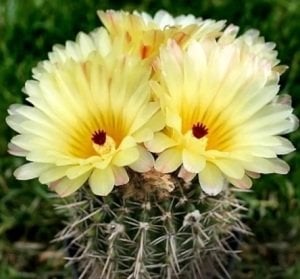 Notocactus Mammulosus  İri Sarı Pembe Çiçek Açan Özel Tür Kaktüs