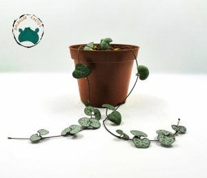 Ceropegia Woodii Kalp Kalbe Karşı Çiçeği 2 Dallı 8.5cm Saksıda