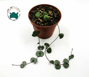 Ceropegia Woodii Kalp Kalbe Karşı Çiçeği 2 Dallı 8.5cm Saksıda
