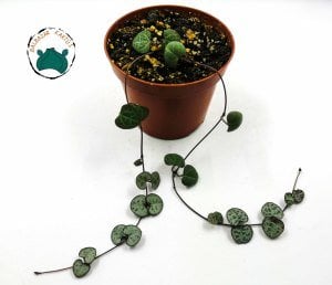 Ceropegia Woodii Kalp Kalbe Karşı Çiçeği 2 Dallı 8.5cm Saksıda