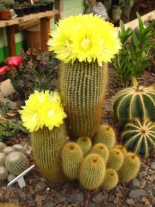 Notocactus Leninghausii Sarı Dikenli Özel Tür Kaktüs