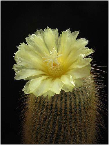 Notocactus Leninghausii Sarı Dikenli Özel Tür Kaktüs