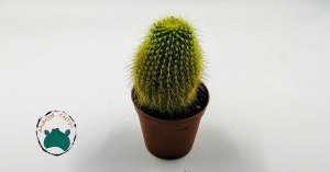 Notocactus Leninghausii Sarı Dikenli Özel Tür Kaktüs