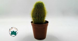 Notocactus Leninghausii Sarı Dikenli Özel Tür Kaktüs