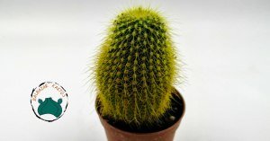 Notocactus Leninghausii Sarı Dikenli Özel Tür Kaktüs
