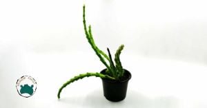 Stapelia Variegata Minima Leş Kaktüsü  Muhteşem Çiçek Açan Sukulent (8,5cmlik saksıda)