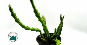 Stapelia Variegata Minima Leş Kaktüsü  Muhteşem Çiçek Açan Sukulent (8,5cmlik saksıda)