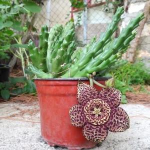 Stapelia Variegata Minima Leş Kaktüsü  Muhteşem Çiçek Açan Sukulent (8,5cmlik saksıda)