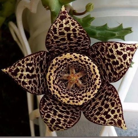 Stapelia Variegata Minima Leş Kaktüsü  Muhteşem Çiçek Açan Sukulent (8,5cmlik saksıda)