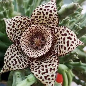Stapelia Variegata Minima Leş Kaktüsü  Muhteşem Çiçek Açan Sukulent (8,5cmlik saksıda)