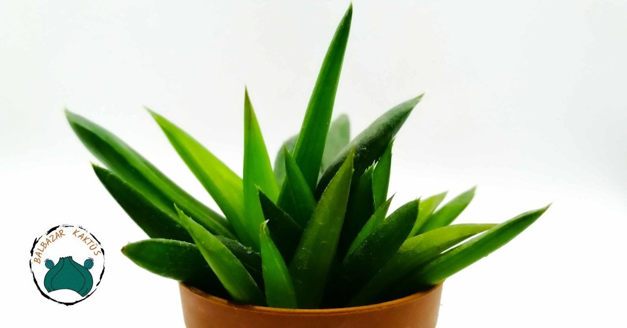 Aloe Black Gem Koyu Yeşil Yapraklı Sukulent Bitkisi Yavrulu