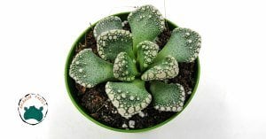 Titanopsis Calcarea Beton Yaprak Benekli Nadir Tür Sukulent
