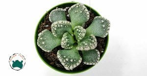 Titanopsis Calcarea Beton Yaprak Benekli Nadir Tür Sukulent