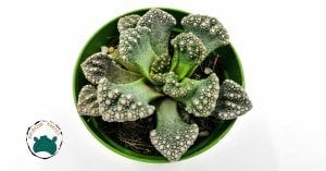 Titanopsis Calcarea Beton Yaprak Benekli Nadir Tür Sukulent
