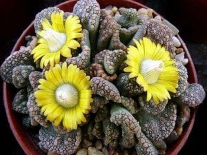 Titanopsis Calcarea Beton Yaprak Benekli Nadir Tür Sukulent