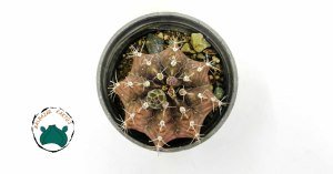 Gymnocalycium Mihanovichi Cactus Pembe Çiçek Açan Özel Tür Kaktüs (8,5cmlik saksıda)