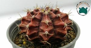 Gymnocalycium Mihanovichi Cactus Pembe Çiçek Açan Özel Seri Kat Kat Dilimli Dev Boy