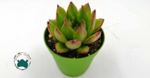 Echeveria Agavoides Ebony Ruj Sukulenti (5,5cmlik saksı)