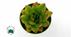 Echeveria Agavoides Ebony Ruj Sukulenti (5,5cmlik saksı)