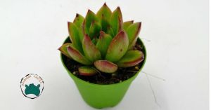 Echeveria Agavoides Ebony Ruj Sukulenti (5,5cmlik saksı)