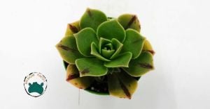 Aeonium Leucoblepharum Gökkuşağı Renk Değiştiren Sukulent Özel Tür