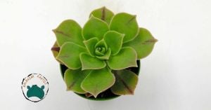 Aeonium Leucoblepharum Gökkuşağı Renk Değiştiren Sukulent Özel Tür