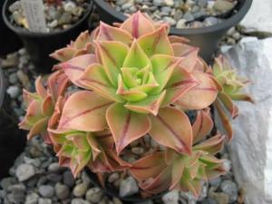 Aeonium Leucoblepharum Gökkuşağı Renk Değiştiren Sukulent Özel Tür