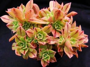 Aeonium Leucoblepharum Gökkuşağı Renk Değiştiren Sukulent Özel Tür