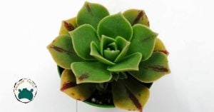 Aeonium Leucoblepharum Gökkuşağı Renk Değiştiren Sukulent Özel Tür