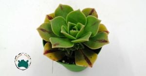 Aeonium Leucoblepharum Gökkuşağı Renk Değiştiren Sukulent Özel Tür