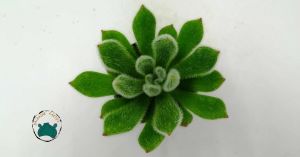 Echeveria Setosa Mexican Tüylü Rozet Sukulent