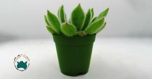 Echeveria Setosa Mexican Tüylü Rozet Sukulent