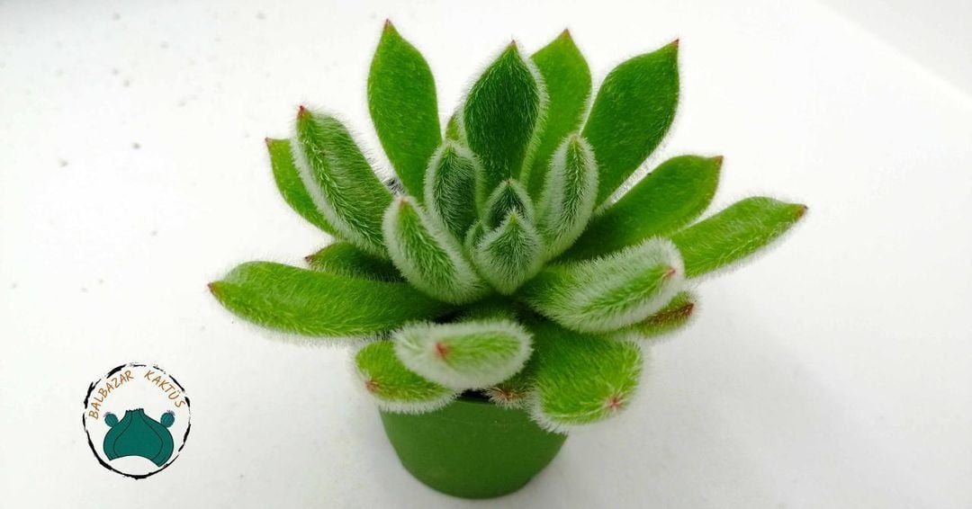Echeveria Setosa Mexican Tüylü Rozet Sukulent
