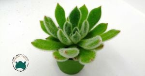 Echeveria Setosa Mexican Tüylü Rozet Sukulent