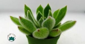 Echeveria Setosa Mexican Tüylü Rozet Sukulent