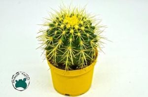 Echinocactus Grusonii Kaktüs - Altın Fıçı Kaktüs - Büyük Boy Saksı (8.5cm saksıda)